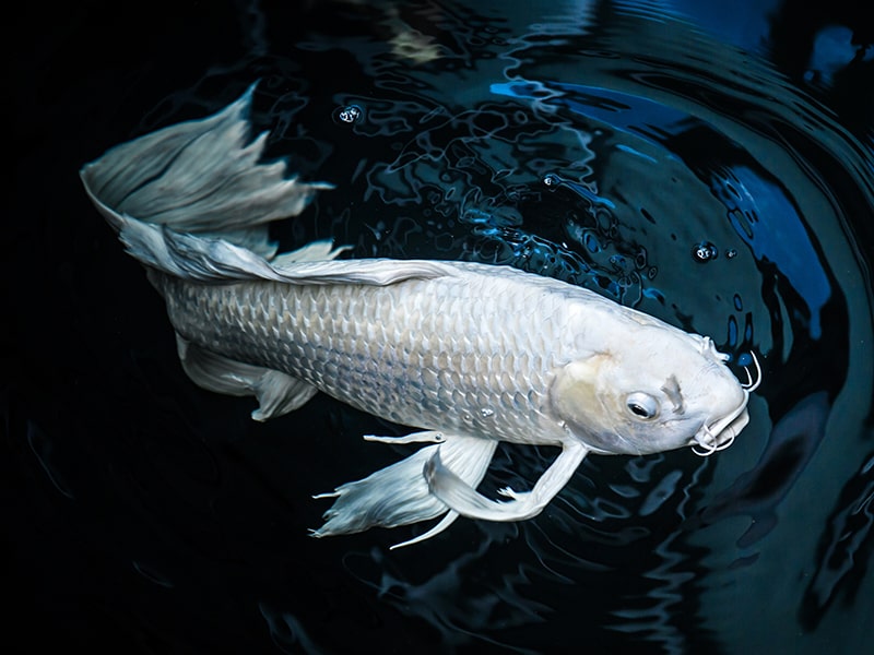 Cá Koi Bướm - Vẻ Đẹp Độc Đáo Trong Tiểu Cảnh Nước